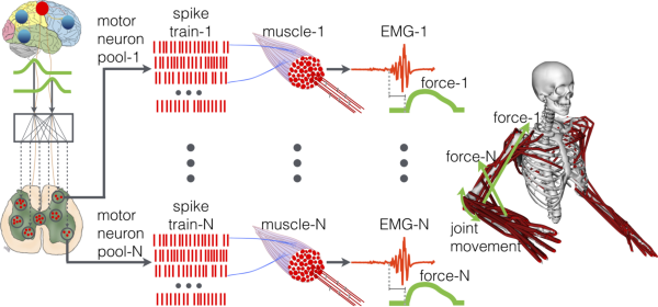 多尺度神經(jīng)力學模型