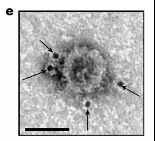 1542774791255182.jpeg 微信圖片_20181121123244.jpg